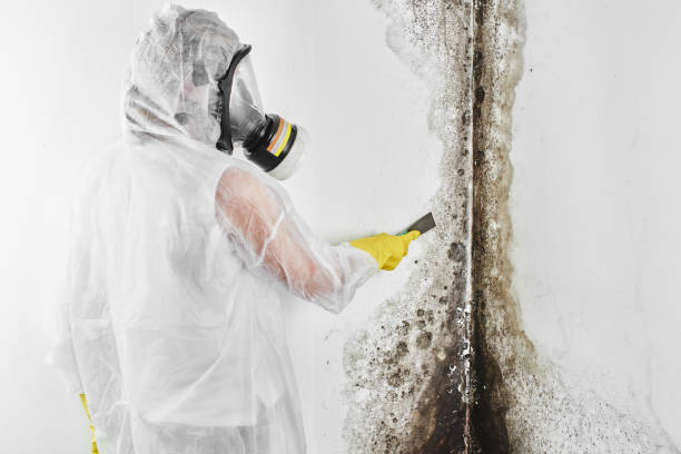 Mold Testing and Removal in New Carlisle, OH