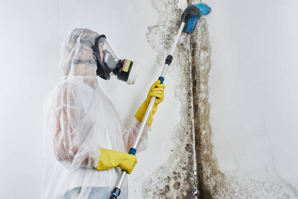 Best Black Mold Removal  in New Carlisle, OH