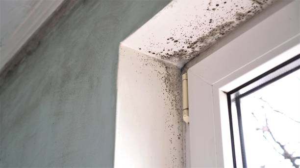 Best Mold Remediation  in New Carlisle, OH