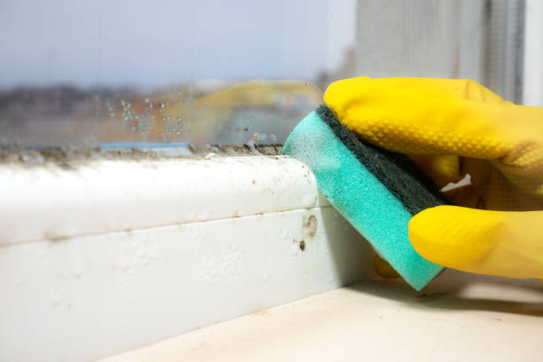 Attic Mold Removal in New Carlisle, OH