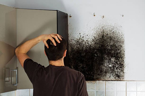 Best Affordable Mold Removal  in New Carlisle, OH