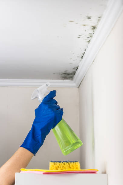 Best Mold Remediation Services  in New Carlisle, OH